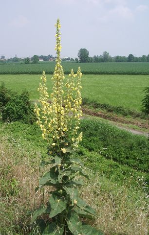 Verbascum phlomoides