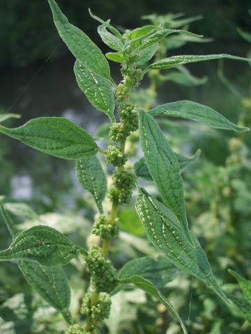 Parietaria officinalis / Vetriola comune