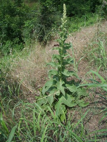 Verbascum phlomoides