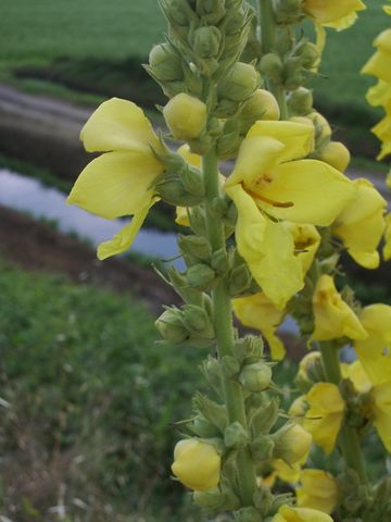 Verbascum phlomoides