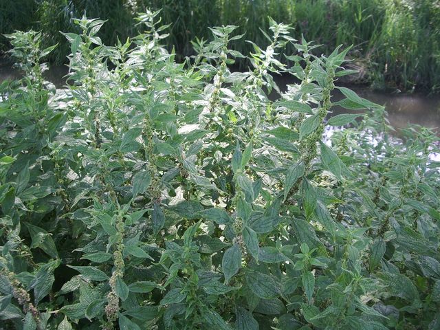 Parietaria officinalis / Vetriola comune