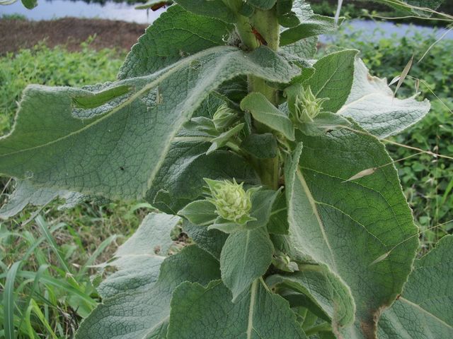 Verbascum phlomoides