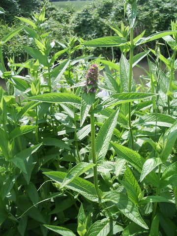 Stachys palustris / Bentonica palustre