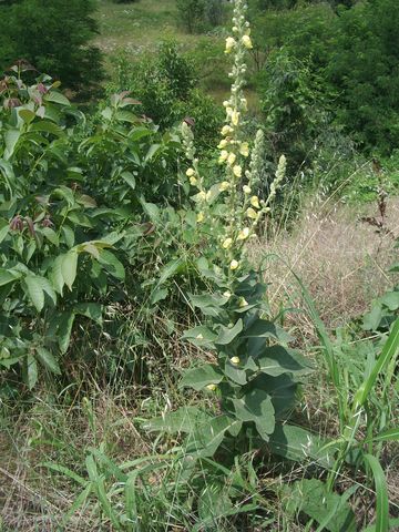 Verbascum phlomoides