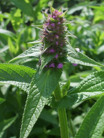 Stachys palustris / Bentonica palustre