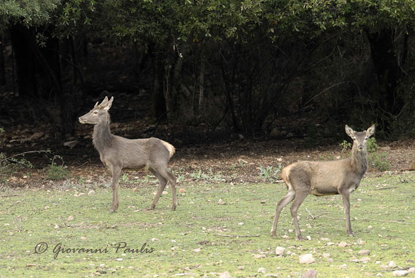 Cervo sardo  Cervus elaphus corsicanus