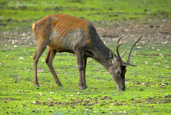 Cervo sardo  Cervus elaphus corsicanus