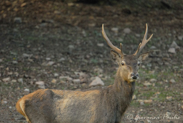 Cervo sardo  Cervus elaphus corsicanus