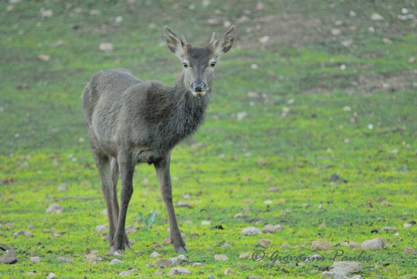 Cervo sardo  Cervus elaphus corsicanus