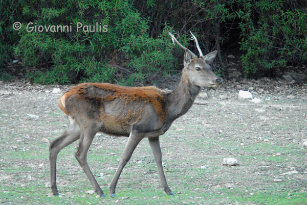 Cervus elaphus corsicanus, maschio juv.