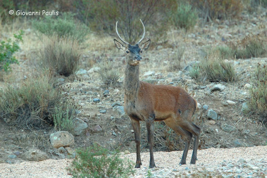 Cervus elaphus corsicanus, maschio juv.