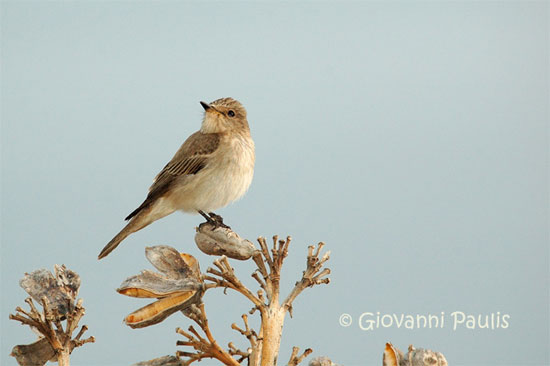 Pigliamosche europeo (Muscicapa striata)