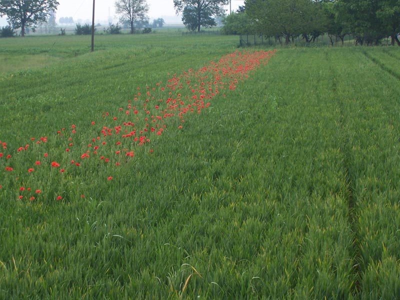 l''uomo di dimentica... la natura no!