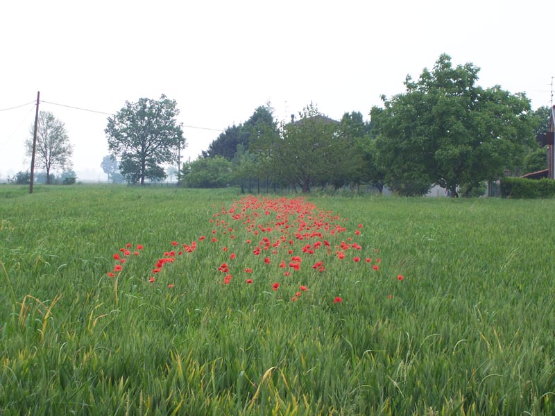 l''uomo di dimentica... la natura no!