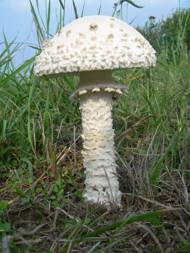 Funghi in pianura