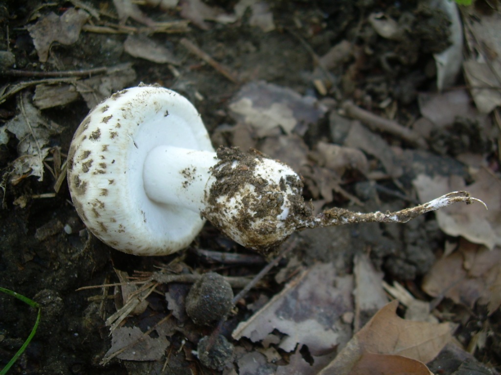 Funghi in pianura