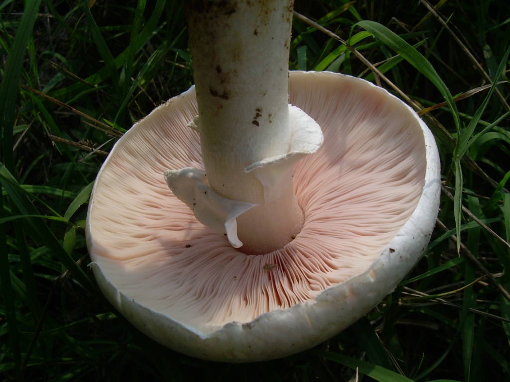 Funghi in pianura