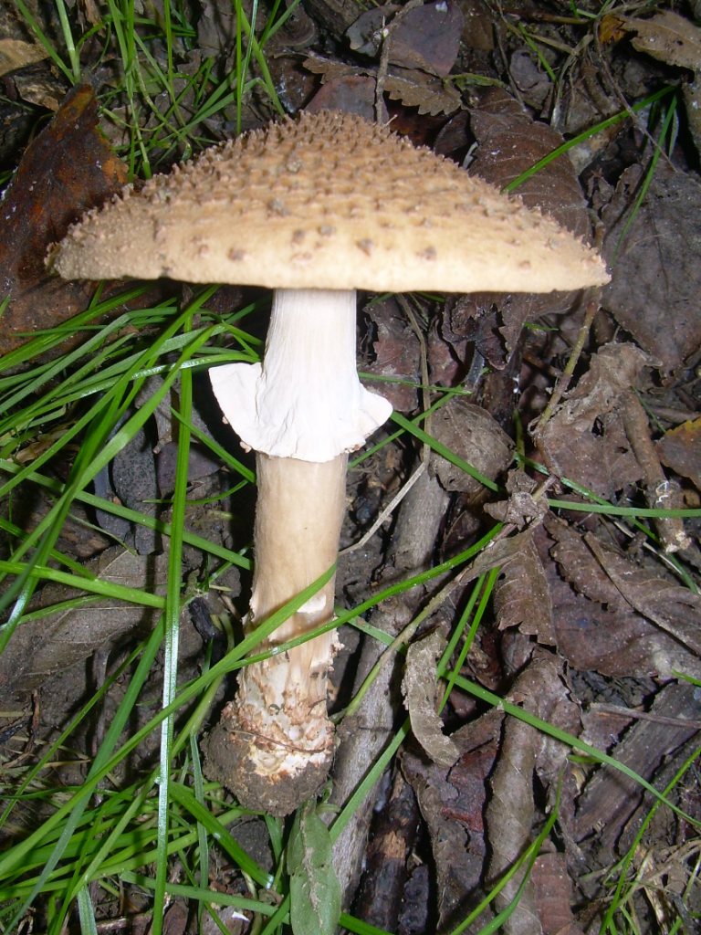 Funghi in pianura