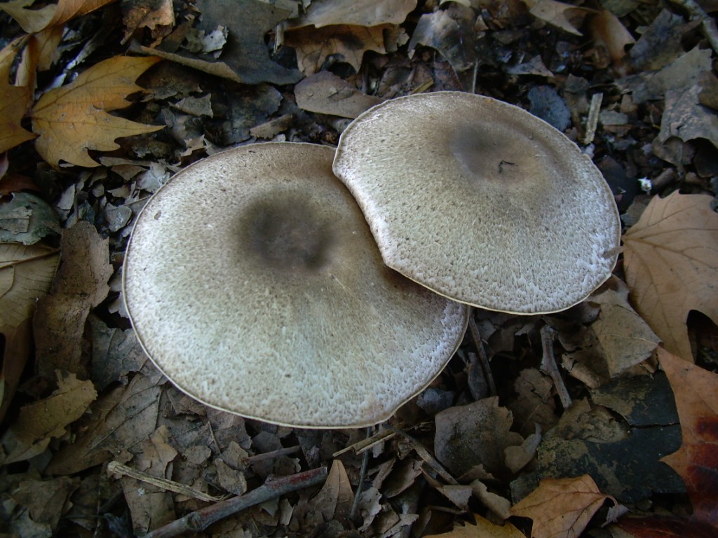 Funghi in pianura