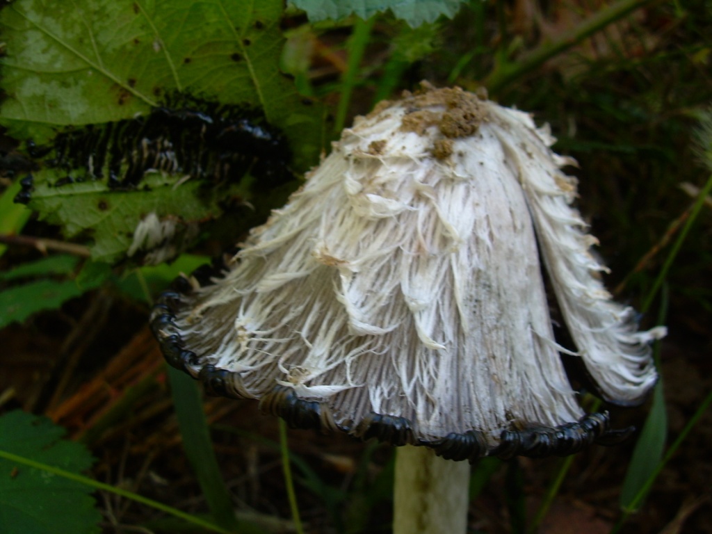 Funghi in pianura