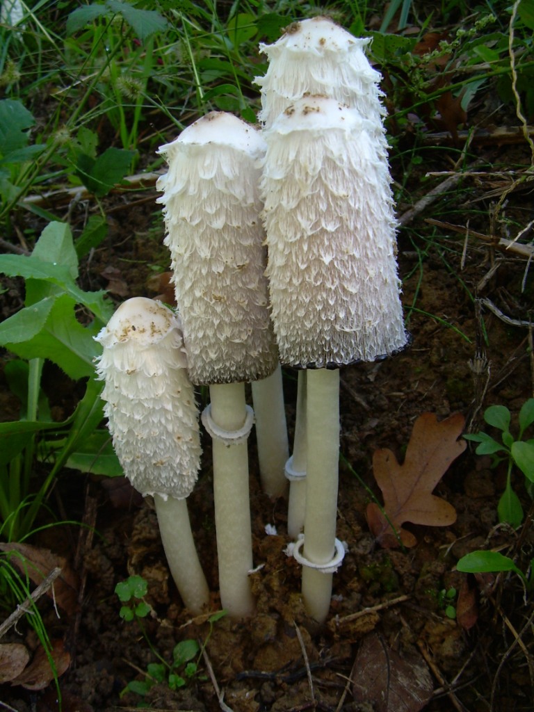 Funghi in pianura