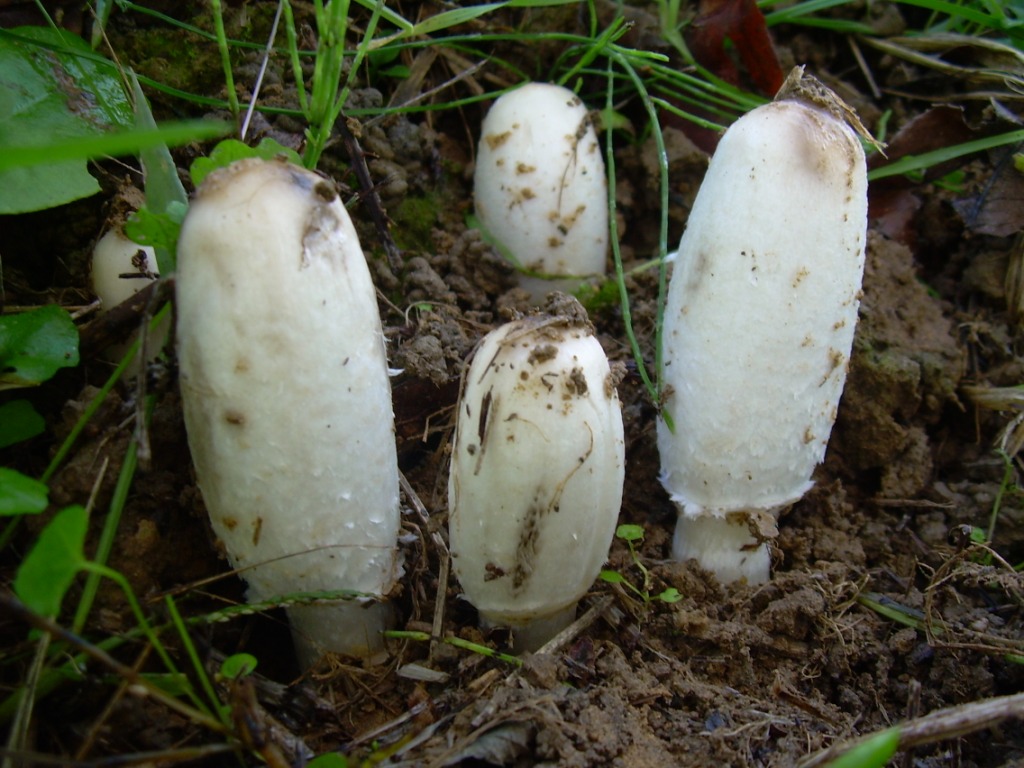 Funghi in pianura