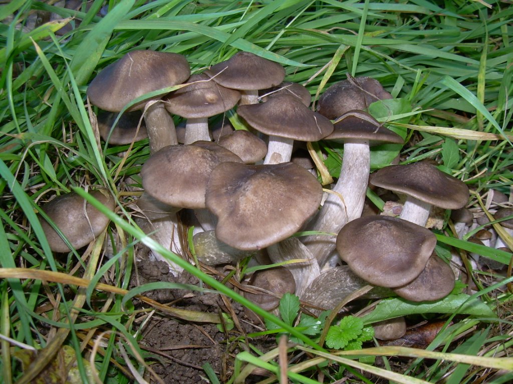 Funghi in pianura