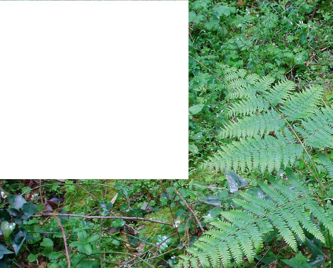 felci: Pteridium aquilinum e Polystichum setiferum