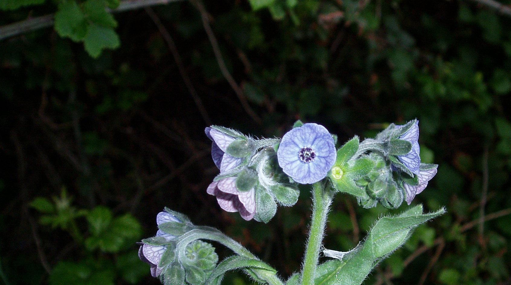 Cynoglossum creticum / Lingua di cane a fiori variegati