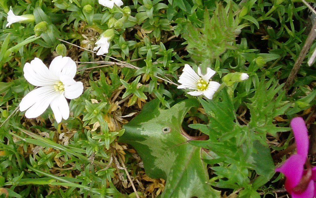 piante dal Montalbo.