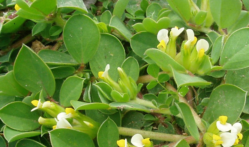 Tripodion tetraphyllum / Vulneraria annuale