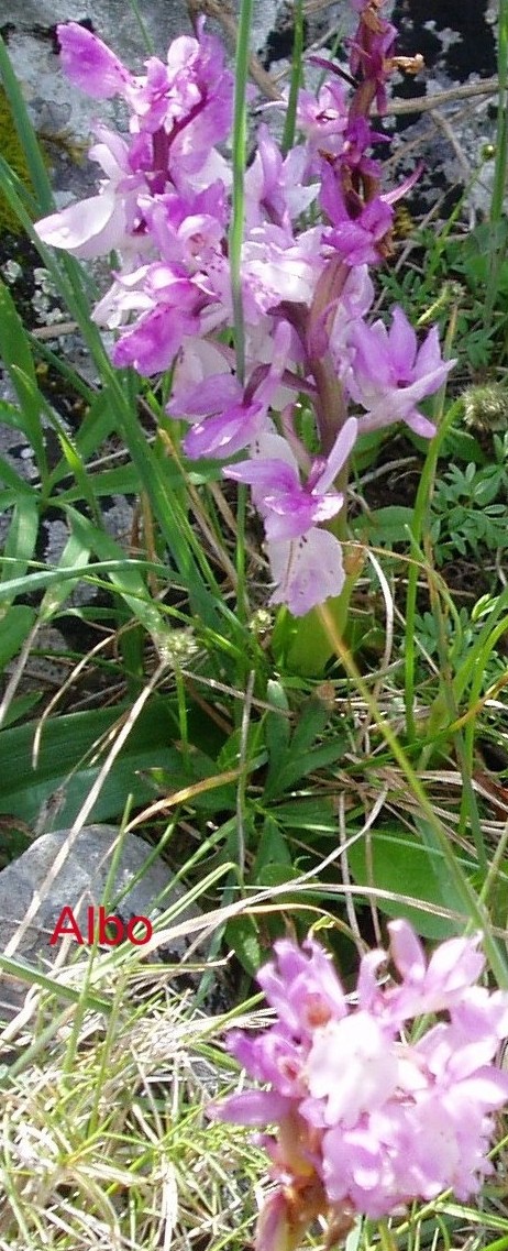 Orchis mascula