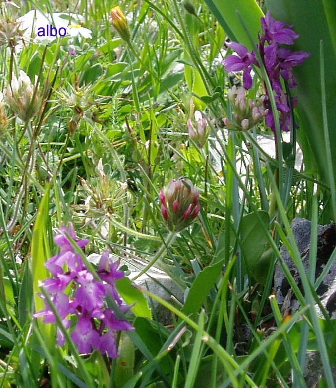 Orchis mascula