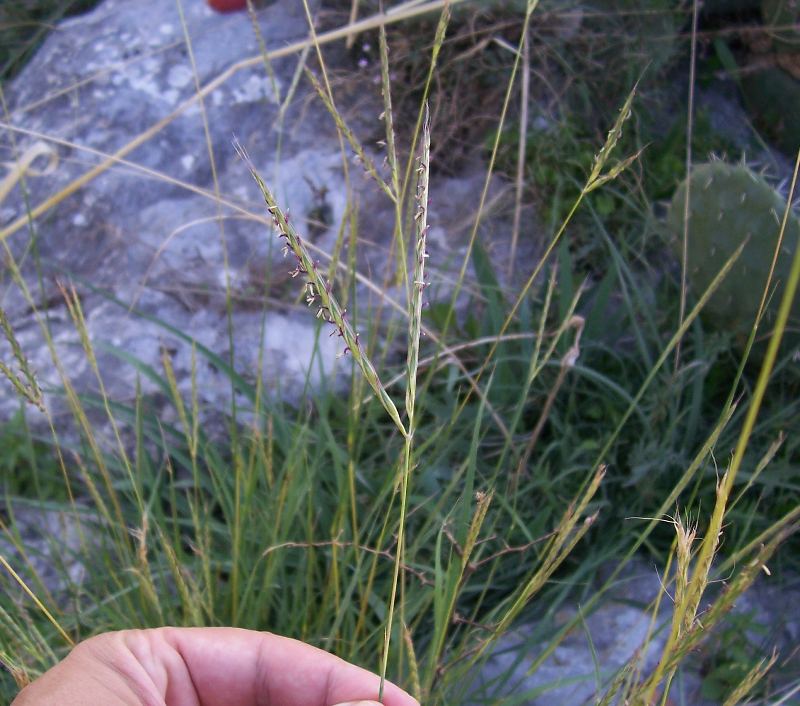 Andropogon distachyos / Barbone a due spighe