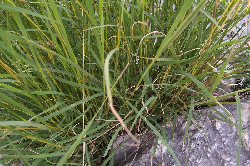 Andropogon distachyos / Barbone a due spighe