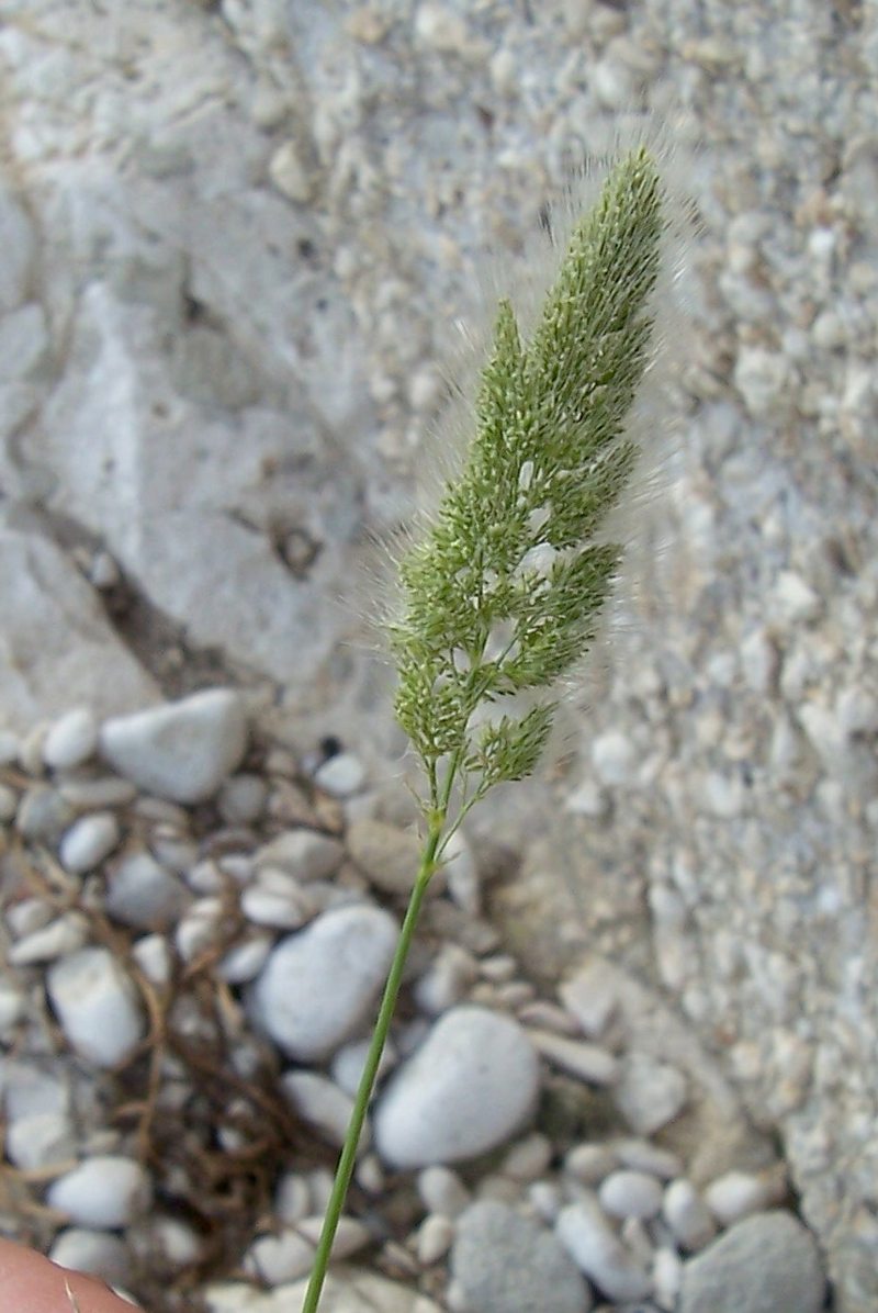 Polypogon monspeliensis / Coda di Lepre comune