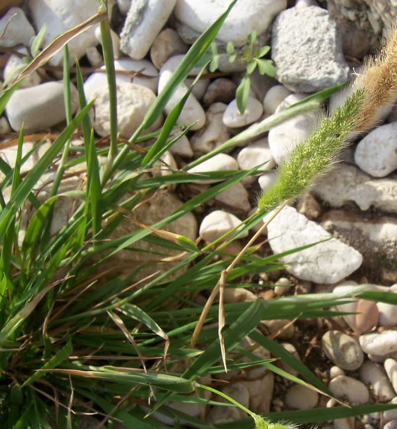 Polypogon monspeliensis / Coda di Lepre comune