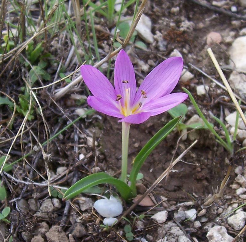 Colchicum cupanii / Colchico di Cupani