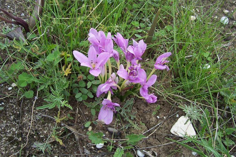 Colchicum cupanii / Colchico di Cupani