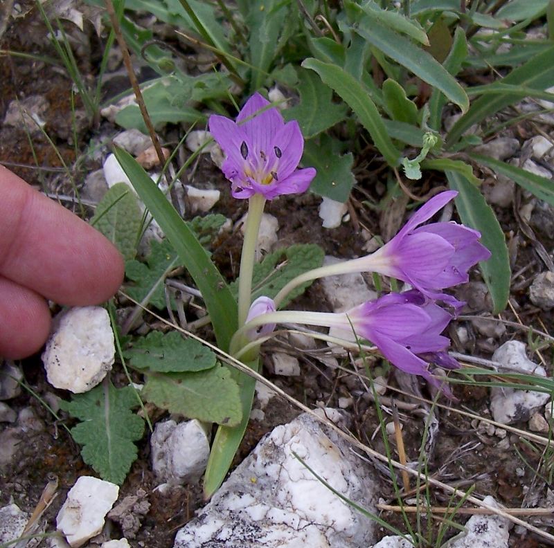 Colchicum cupanii / Colchico di Cupani