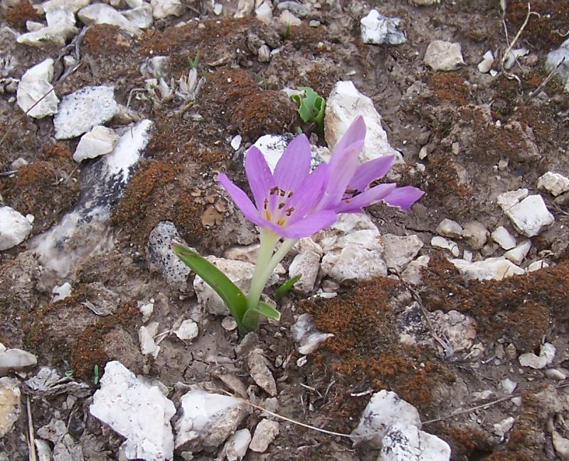 Colchicum cupanii / Colchico di Cupani