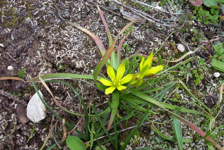 Gagea foliosa / Cipollaccio foglioso