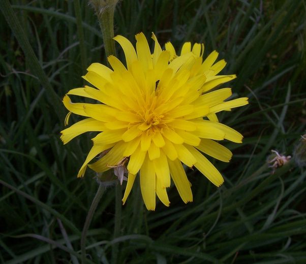 Scorzonera villosa / Scorzonera spinulosa