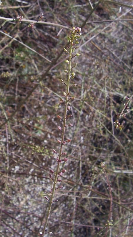 Lepidium graminifolium / Lepidio graminifoglio