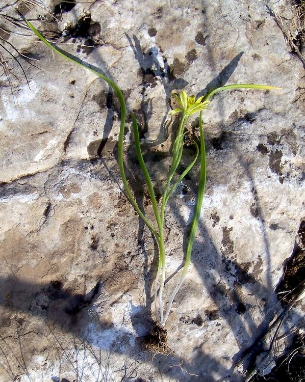 Gagea foliosa / Cipollaccio foglioso