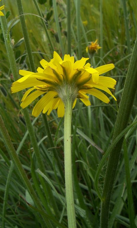 Scorzonera villosa / Scorzonera spinulosa