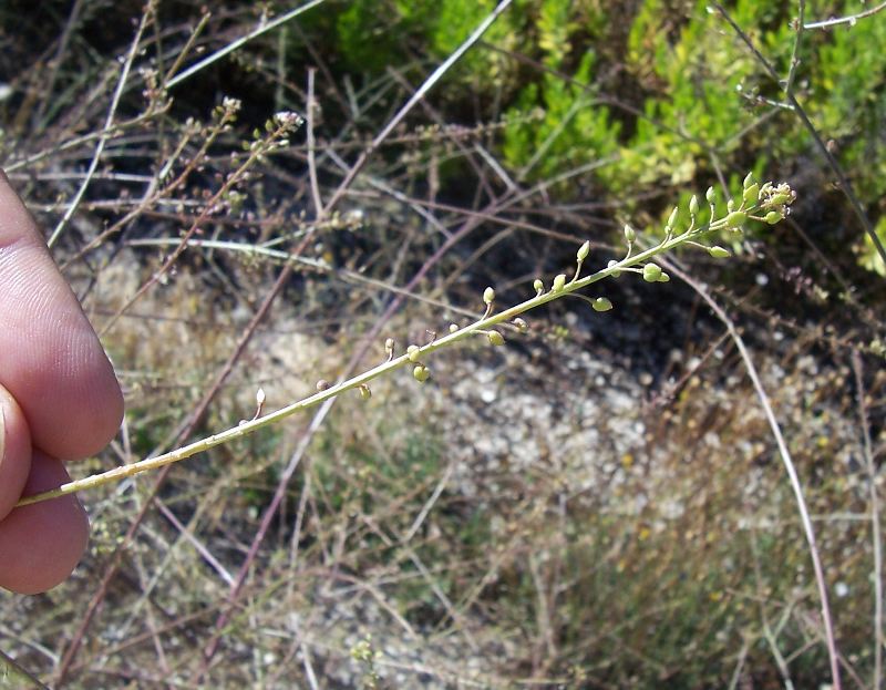 Lepidium graminifolium / Lepidio graminifoglio