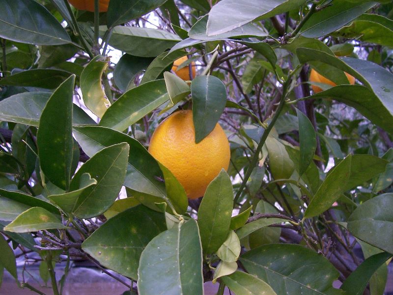 Citrus x aurantium / Arancio amaro