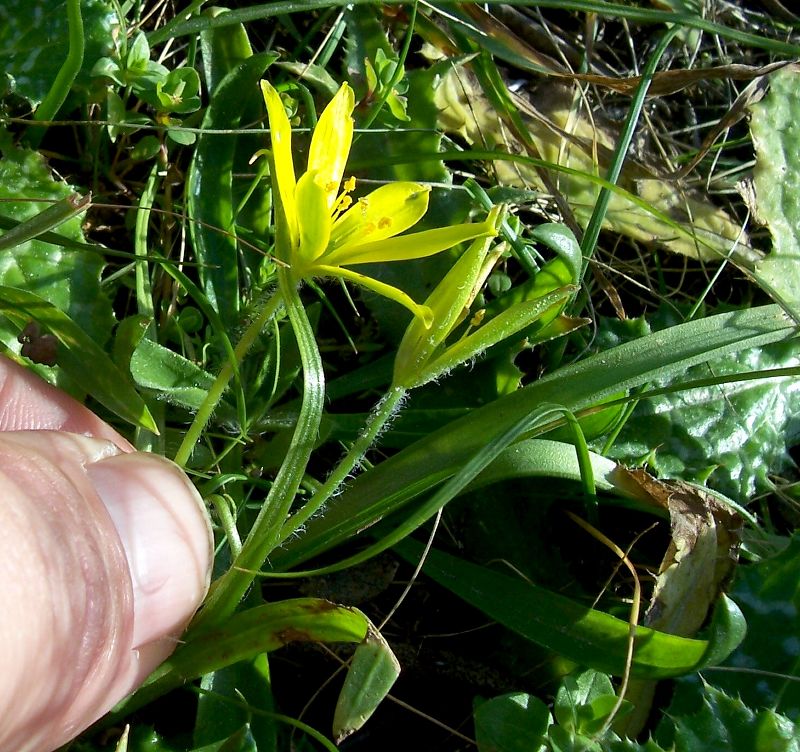 Gagea foliosa / Cipollaccio foglioso