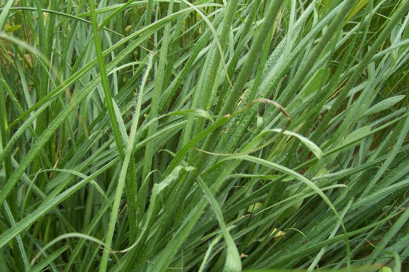 Scorzonera villosa / Scorzonera spinulosa